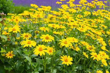 山梨県富士河口湖町　大石公園の風景