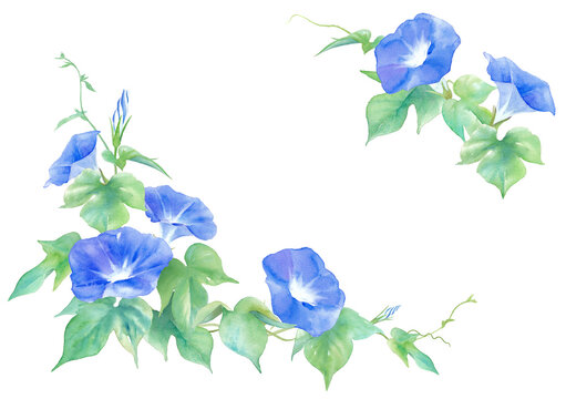 夕顔 Images Browse 139 Stock Photos Vectors And Video Adobe Stock