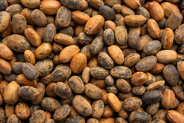 Jamalgota or Jayapala - Croton tiglium seed is an Ayurvedic medicine also known as purging croton © StockImageFactory