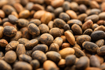 Jamalgota or Jayapala - Croton tiglium seed is an Ayurvedic medicine also known as purging croton © StockImageFactory