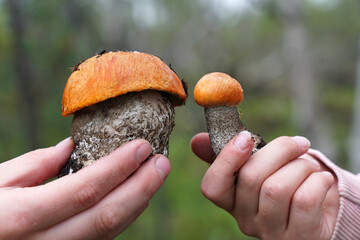 Two hands hold a mushroom. Small and large. thick and thin