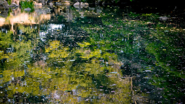 Monet&rsquo;s pond1 モネ風の池
