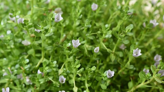 Indian pennywort or brahmi flowers on nature background.