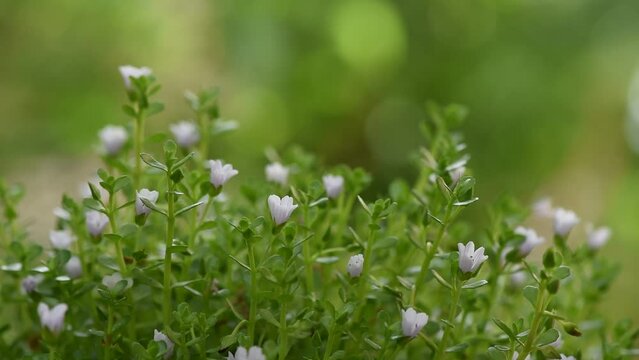 Indian pennywort or brahmi flowers on nature background.