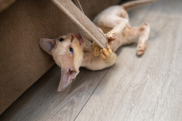 Little playful Devon Rex kitten plays with a rag on the floor