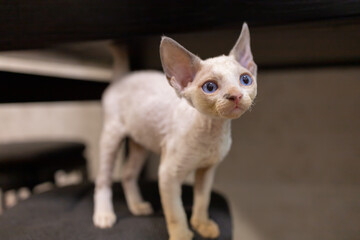 cool like to breed Devon Rex A looks to the side blue-eyed