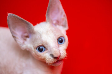 a small white Devon Rex kitten A with blue eyes looks at the camera on a red background
