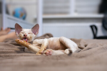 cute Devon Rex kitten lies on the sofa and licks its paw