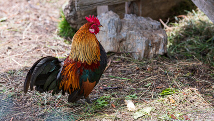 Bunter stolzer Hahn auf einem Bauernhof