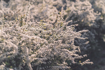 夕方のユキヤナギ