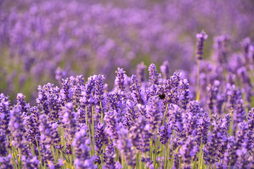 Fototapeta na wymiar Lavender flowers field background.