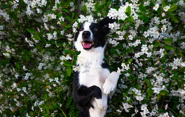 A happy dog in flowers. The pet is smiling.