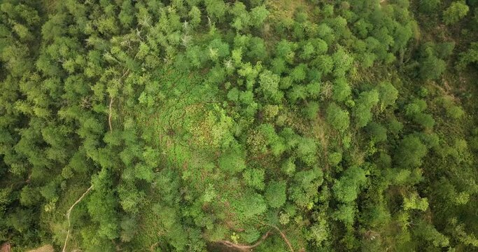 Aerial shot directly above a thick forest or jungle in SouthEast Asia with glimpses of walking trails.