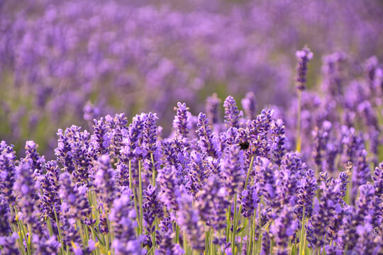 Lavender flowers  field background.