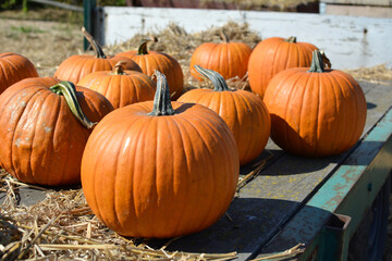 Orange pumpkins at pumpkin patch.