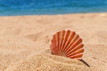 Sea shell in sand at the beach in Algarve, Portugal in summer