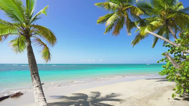 Hawaiian beach with seamless sea waves on white sand. Travel to tropical natural palm beach. Landscape of green palms against the background of the sea and the sky. Camera without movement.