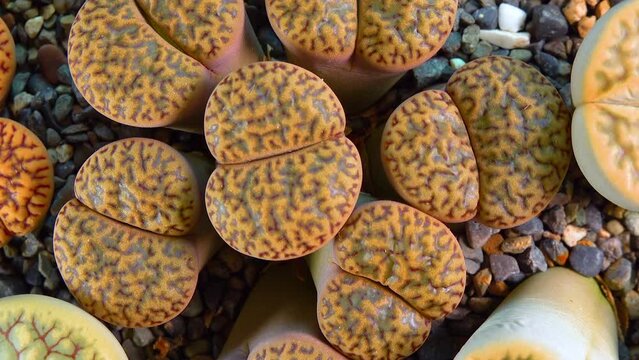 Mesembs (Lithops bromfieldii v. glaudinae) South African plant from Namibia in the botanical collection of supersucculent plants