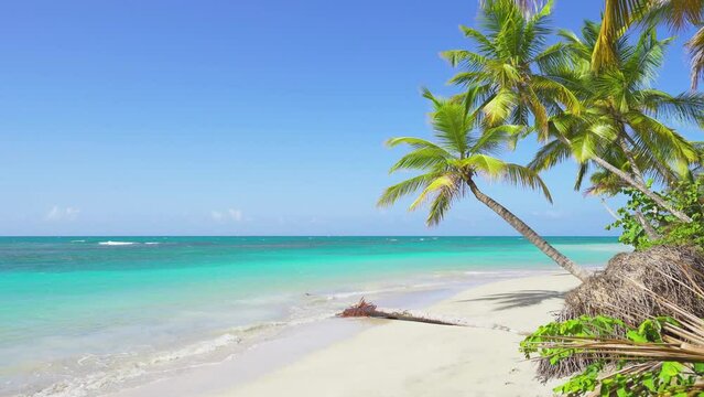 White big waves on the sandy beach and coconut palms over the turquoise sea. Tropical island in the Atlantic Ocean. Landscape of a wild beach. Camera without movement.