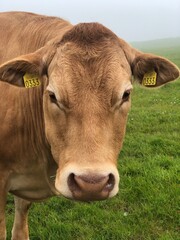 Close-up portrait of an adult brown cow in a meadow, Cliffs of Moher, Ireland. Beautiful cows, Irish farm life, Irish dairy farm, best of Irish farming