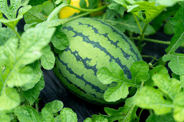 家庭菜園のスイカ