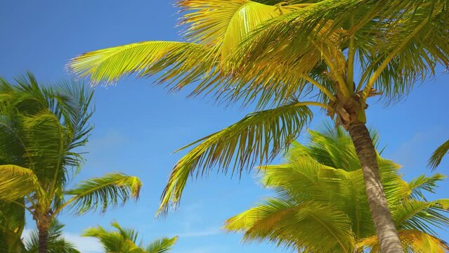 Background of blue sky and green palm trees on the tropical sea coast. Travel to an exotic coast. Tree branches in the firmament. Camera without movement.
