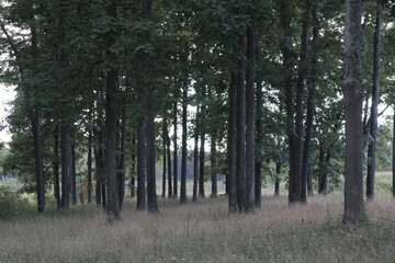 Fototapeta premium trees in the woods