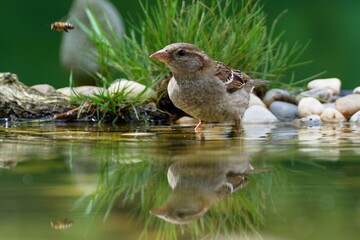 House sparrow, female standing in the water of the bird watering hole. Reflection on the water. Czech Republic.