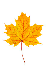 Colorful autumn maple leaf isolated on transparent background