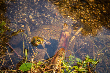 lake with one green frog relaxing