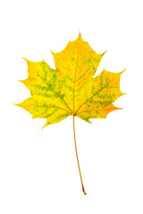 Colorful autumnal maple leaf isolated on transparent background