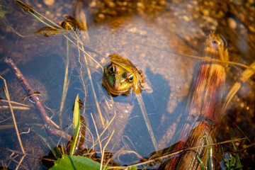frog in the pond looking top