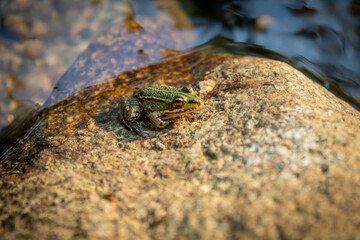 frog on the rock over the river