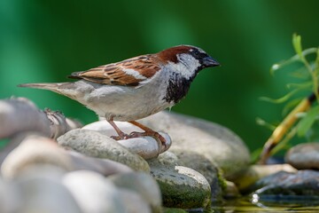 House sparrow, male standing on stones near bird water hole. Czechia.