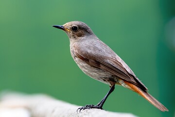  Juvenile black redstart - Phoenicurus ochruros standing on a stick. Portrait. Czechia