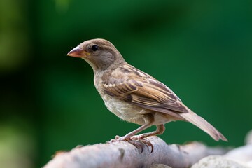 Juvenile house sparrow standing on a stick. Czechia. 