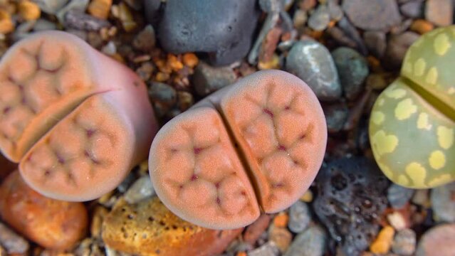 Mesembs (Lithops karasmontana) South African plant from Namibia in the botanical collection of supersucculent plants