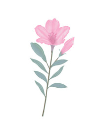 Pink flowers watercolor azalea illustration.