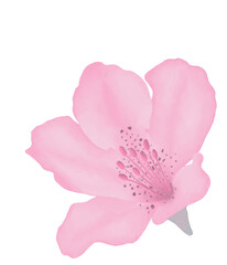 Pink flowers watercolor azalea illustration.