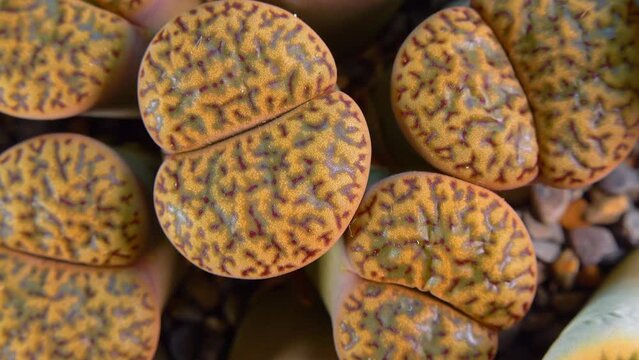 Mesembs (Lithops bromfieldii v. glaudinae) South African plant from Namibia in the botanical collection of supersucculent plants
