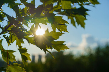 Natural landscape with maple leaves against the sky