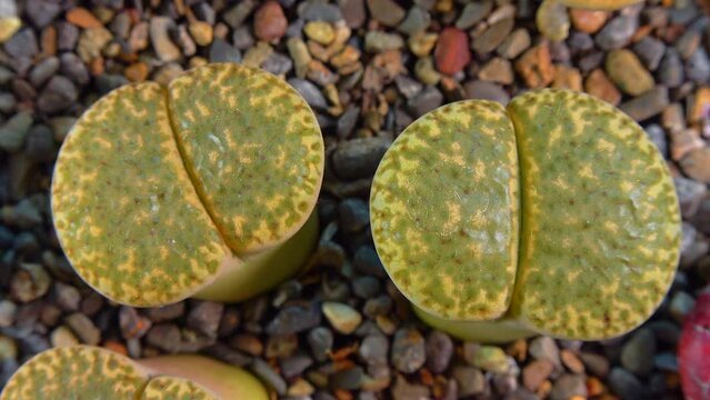 Mesembs (Lithops bromfieldii v. insularis) South African plant from Namibia in the botanical collection of supersucculent plants