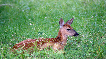 deer in the grass