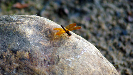 dragonfly on a rock