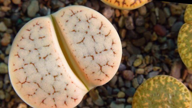 Mesembs (Lithops gracilidelineata) South African plant from Namibia in the botanical collection of supersucculent plants