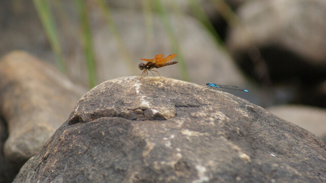 Two Dragonflies On A Rock
