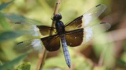 dragonfly on a branch