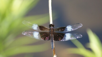 dragonfly on a branch