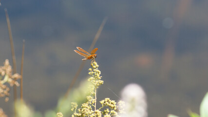 dragonfly on a wildflower