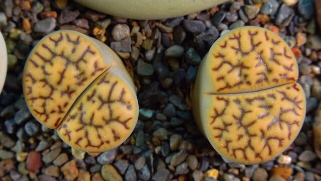 Mesembs (Lithops bromfeldii var. mennellii) South African plant from Namibia in the botanical collection of supersucculent plants